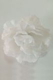 Роза пион, белый, 12 см, упаковка 20 шт